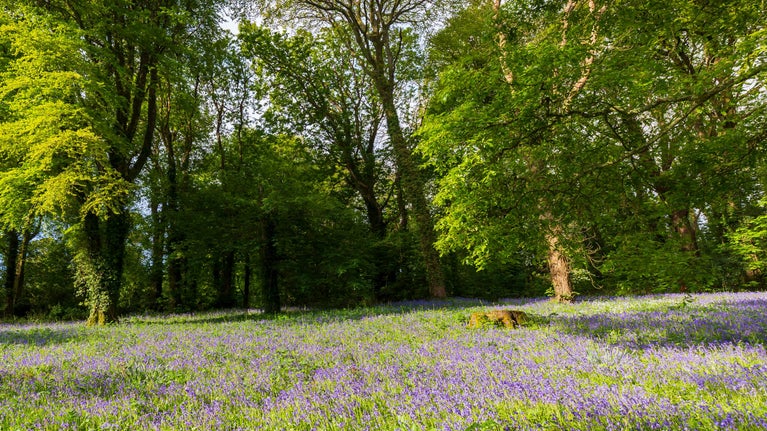 A carpet of bluebells in a green leafy woodland